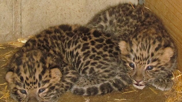 Olomouck&aacute; zoologick&aacute; zahrada zveřejnila prvn&iacute; fotografie zbyl&yacute;ch dvou ml&aacute;ďat vz&aacute;cn&eacute;ho levharta mandžusk&eacute;ho. Třet&iacute; kr&aacute;tce po porodu uhynulo. (20. dubna 2026)