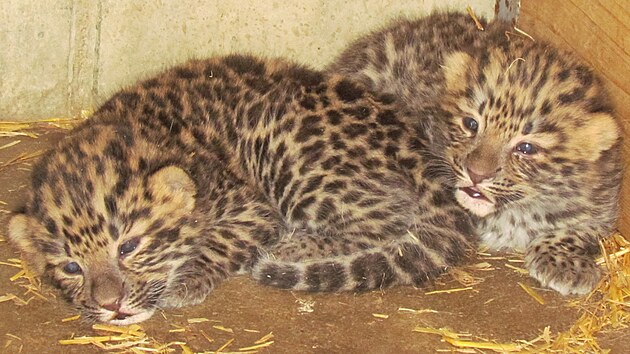 Olomouck&aacute; zoologick&aacute; zahrada zveřejnila prvn&iacute; fotografie zbyl&yacute;ch dvou ml&aacute;ďat vz&aacute;cn&eacute;ho levharta mandžusk&eacute;ho. Třet&iacute; kr&aacute;tce po porodu uhynulo. (20. dubna 2026)