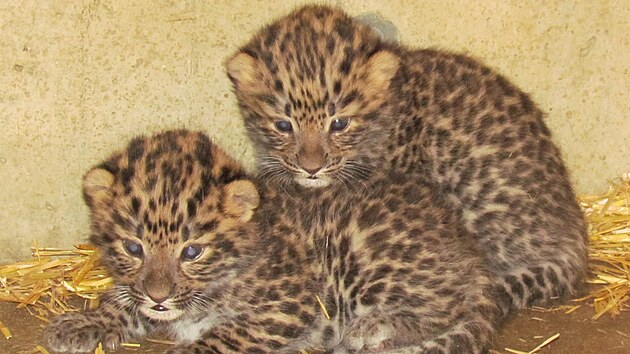 Olomouck&aacute; zoologick&aacute; zahrada zveřejnila prvn&iacute; fotografie zbyl&yacute;ch dvou ml&aacute;ďat vz&aacute;cn&eacute;ho levharta mandžusk&eacute;ho. Třet&iacute; kr&aacute;tce po porodu uhynulo. (20. dubna 2026)