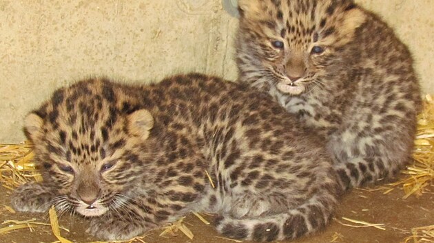 Olomouck&aacute; zoologick&aacute; zahrada zveřejnila prvn&iacute; fotografie zbyl&yacute;ch dvou ml&aacute;ďat vz&aacute;cn&eacute;ho levharta mandžusk&eacute;ho. Třet&iacute; kr&aacute;tce po porodu uhynulo. (20. dubna 2026)