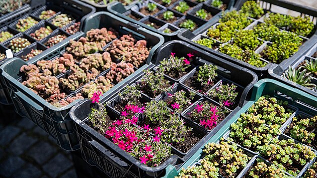 Na olomouck&eacute;m v&yacute;stavi&scaron;ti fini&scaron;uj&iacute; př&iacute;pravy na jarn&iacute; etapu květinov&eacute; v&yacute;stavy Flora, jež se uskutečn&iacute; od 23. do 26. dubna. Stovky prodejců zde nab&iacute;dnou rostliny, techniku i zahradnick&eacute; potřeby. (22. dubna 2026)