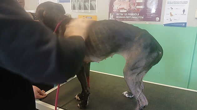 Silně pohubl&aacute; fena skončila společně se třemi &scaron;těňaty v p&eacute;či veterin&aacute;ře. Policie nyn&iacute; prověřuje, zda se majitel dopustil t&yacute;r&aacute;n&iacute;.