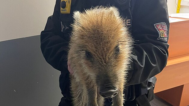 Policist&eacute; ze středočesk&yacute;ch Ř&iacute;čan zachr&aacute;nili mal&eacute; sel&aacute;tko z př&iacute;kopu u silnice. (7. května 2026)