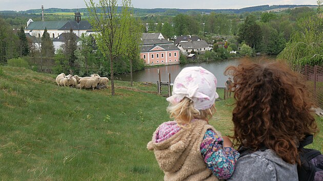 Průchoz&iacute; ohrady s ovcemi už se staly ned&iacute;lnou souč&aacute;st&iacute; okol&iacute; pam&aacute;tky. Jsou l&aacute;kadlem pro m&iacute;stn&iacute; i turisty. (6. května 2026)