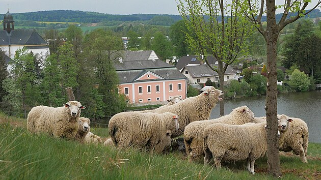 Str&aacute;ně kolem poutn&iacute;ho kostela svat&eacute;ho Jana Nepomuck&eacute;ho obhospodařuje nyn&iacute; dvacetihlav&eacute; st&aacute;do beranů. (6. května 2026)