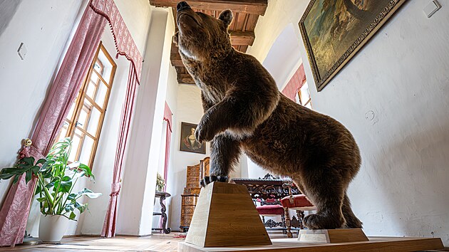 Preparovan&yacute; medvěd Ludv&iacute;k se stal souč&aacute;st&iacute; expozice na z&aacute;mku v N&aacute;chodě.