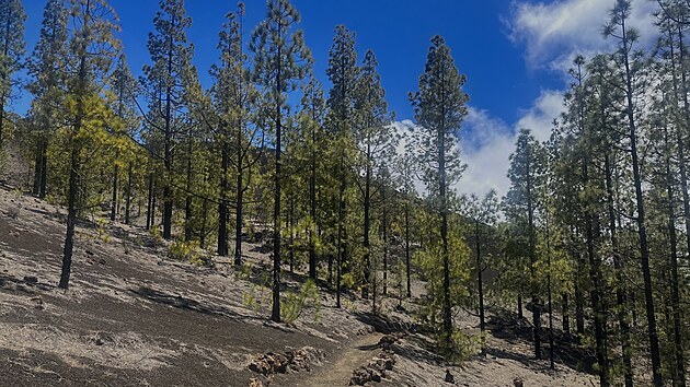 Chinyero Circular Trail: Z černé země jako zjevení trčí kanárské borovice s křiklavě zeleným jehličím a šiškami velkými snad jako lidská hlava.
