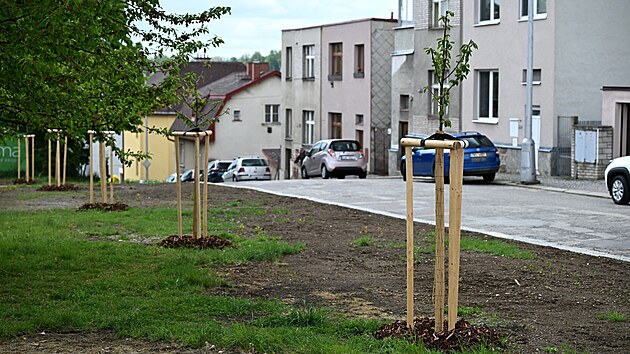 Nově vysázené mladé třešně v parčíku v Havlíčkově ulici.