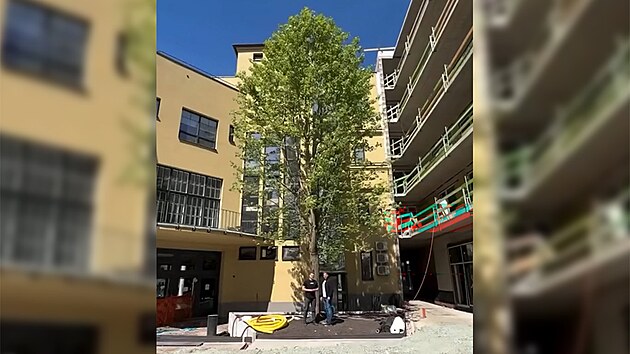 Sázet se dá nejen malý stromek, ale i ten vzrostlý, ukázal developer v Brně.