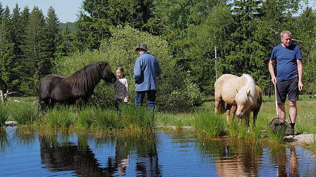 U Kamenn&eacute;ho rybn&iacute;ka budou n&aacute;letov&eacute; dřeviny, než&aacute;douc&iacute; tr&aacute;vy a dal&scaron;&iacute; rostliny redukovat i shetland&scaron;t&iacute; pon&iacute;ci. Stejně tomu je v lokalitě Pastviska u Věcova na Žď&aacute;rsku (na sn&iacute;mku). (15. května 2026)
