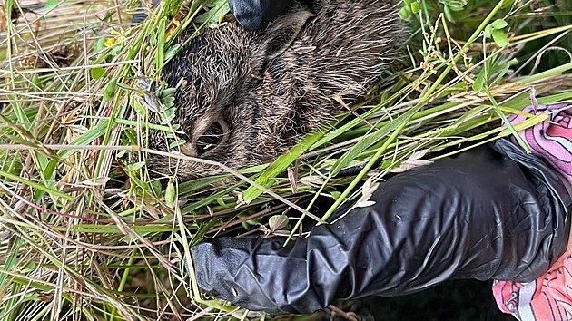 Začalo sečení trávy v lesích a na loukách. Myslivcům při hledání mláďat pomáhají drony a práce dobrovolníků. Dokážou před jarní sklizní porostů zachraňovat srnčata, ježky a další mláďata ve vysoké trávě.