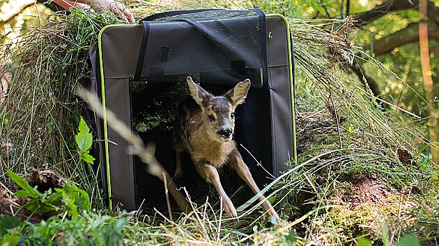 Začalo sečen&iacute; tr&aacute;vy v les&iacute;ch a na louk&aacute;ch. Myslivcům při hled&aacute;n&iacute; ml&aacute;ďat pom&aacute;haj&iacute; drony a pr&aacute;ce dobrovoln&iacute;ků. Dok&aacute;žou před jarn&iacute; sklizn&iacute; porostů zachraňovat srnčata, ježky a dal&scaron;&iacute; ml&aacute;ďata ve vysok&eacute; tr&aacute;vě.