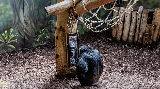 Oslavy 80 let Safari Parku Dvůr Kr&aacute;lov&eacute; (10. května 2026)