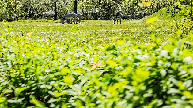 Oslavy 80 let Safari Parku Dvůr Kr&aacute;lov&eacute; (10. května 2026)