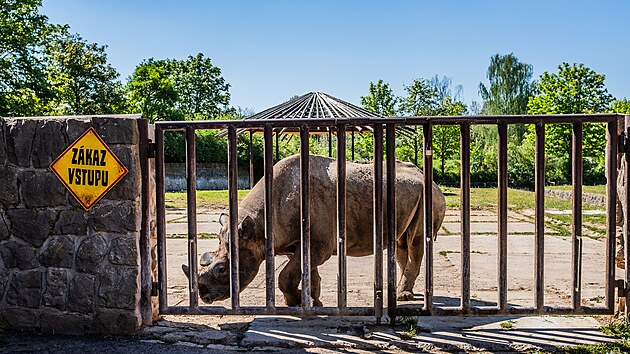 Dvorsk&aacute; zoo představila modernizovan&yacute; pavilon nosorožců. (10. května 2026)