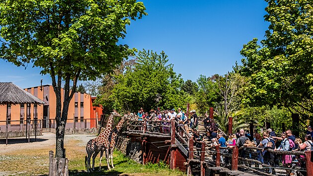 V&yacute;běh žiraf v Safari Parku Dvůr Kr&aacute;lov&eacute; (10. května 2026)