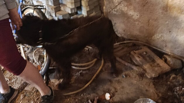 Tř&iacute;let&yacute; Tonda žil uv&aacute;zan&yacute; na kr&aacute;tk&eacute;m řetězu. Kolem něj byl velk&yacute; nepoř&aacute;dek. Dočasně skončil ve ps&iacute;m &uacute;tulku.