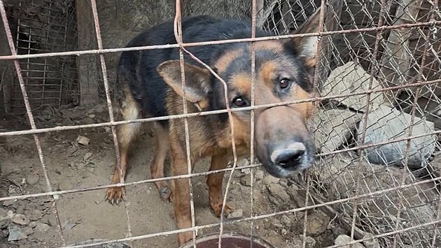 Veterin&aacute;ři odebrali vietnamsk&yacute;m majitelům ve Svat&eacute; Kateřině na Tachovsku několik psů. Zv&iacute;řata žila v naprosto otřesn&yacute;ch podm&iacute;nk&aacute;ch.