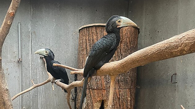 Olomoucká zoologická zahrada získala prestižní ocenění Bílý slon. Po 23 letech úspěšně odchovala zoborožce malajského. V roce 2025 se to podařilo pouze třem zoo na světě.