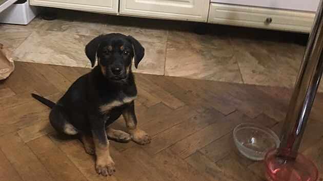 Dnes pětiapůlletého Rona má Lenka Svozílková od štěněte.