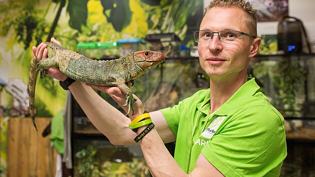Jaroslav Forejt studuje plazy ve voln&eacute; př&iacute;rodě, věnuje se jejich ochraně, vypr&aacute;v&iacute; o nich ve &scaron;kol&aacute;ch. Tak&eacute; v Chomutově vede REPTILclub a uč&iacute; děti i dospěl&eacute;, že plazi nejsou slizk&aacute; monstra, ale fascinuj&iacute;c&iacute; tvorov&eacute;. Na sn&iacute;mku s dracenou guyanskou.