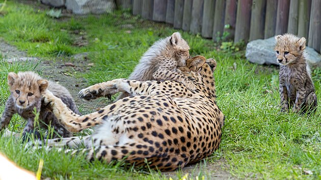 Šestice mláďat geparda štíhlého vyrazila v olomoucké zoologické zahradě poprvé do venkovního výběhu. (22. května 2026)
