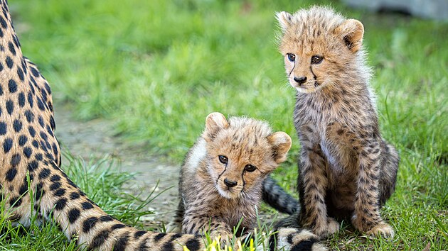 Šestice mláďat geparda štíhlého vyrazila v olomoucké zoologické zahradě poprvé do venkovního výběhu. (22. května 2026)