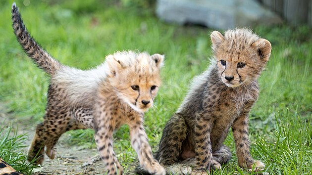 Šestice mláďat geparda štíhlého vyrazila v olomoucké zoologické zahradě poprvé do venkovního výběhu. (22. května 2026)