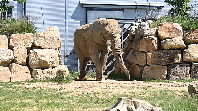 Slon Jack způsobil smrt samice Ulu. Ve zl&iacute;nsk&eacute; zoo nezůstane. (květen 2026)