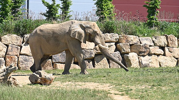 Slon Jack způsobil smrt samice Ulu. Ve zl&iacute;nsk&eacute; zoo nezůstane. (květen 2026)