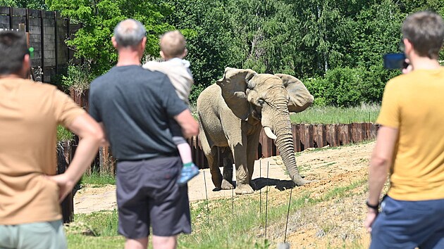 Slon Jack způsobil smrt samice Ulu. Ve zl&iacute;nsk&eacute; zoo nezůstane. (květen 2026)