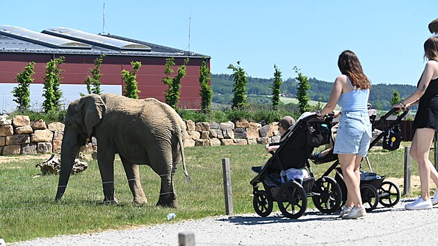 Slon Jack způsobil smrt samice Ulu. Ve zl&iacute;nsk&eacute; zoo nezůstane. (květen 2026)