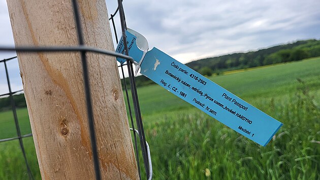 Z aleje mezi Studnicí a Zblovem na Náchodsku přes noc někdo ukradl deset stromů. (18. května 2026)