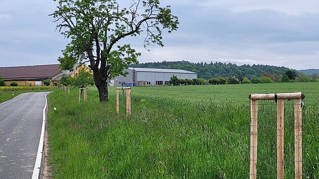 Z aleje mezi Studnicí a Zblovem na Náchodsku přes noc někdo ukradl deset stromů. (18. května 2026)