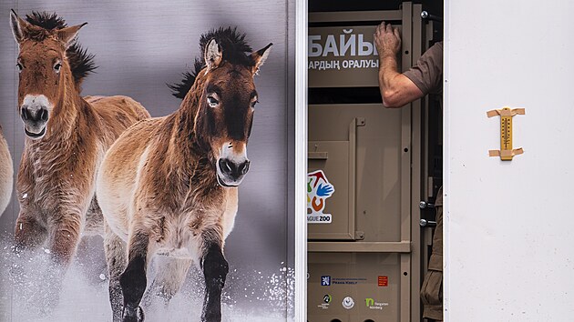 Další čtyři koně Převalského dnes zamíří do Kazachstánu, jedná se o třetí cestu ohroženého druhu do této země. Letí čtyři hřebci, poprvé do transportu Zoo Praha nezařadila klisnu. (31. května 2026)