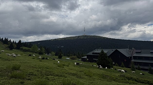 V okolí Petrových kamenů a Pradědu se od začátku června opět pase přibližně 100 ovcí manželů Křenkových. Tradiční hospodaření slouží jako efektivní nástroj ochrany přírody. Pravidelné spásání brání zarůstání alpinských luk borůvčím a pomáhá udržet ideální podmínky pro kriticky ohrožené druhy rostlin a živočichů – například pro zvonek vousatý, který roste pouze v Jeseníkách a na Králickém Sněžníku. (červen 2026)