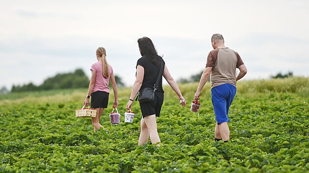 První zájemci vyrazili na jahody hned ve čtvrtek, kdy sběru přálo i slunečné počasí. Z plantáže u České Bělé si lidé odváželi plné košíky a kbelíky. (4. června 2026)