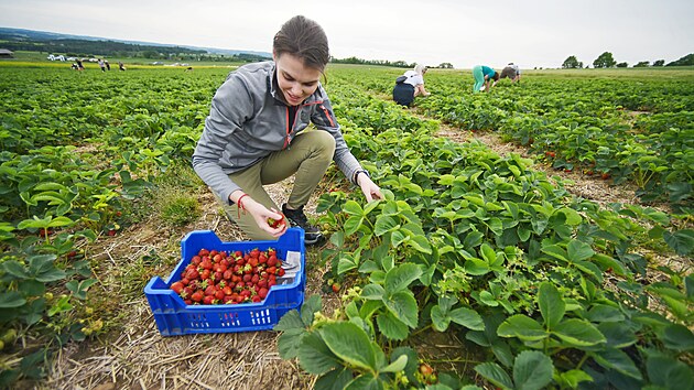 Času je relativně dost, ale raději neotálejte. Samosběr u České Bělé by měl podle odhadů pěstitele trvat přibližně tři týdny.