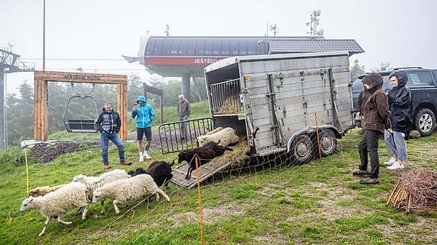 Sjezdovku na Ještědu spásá desítka ovcí. (3. června 2026)