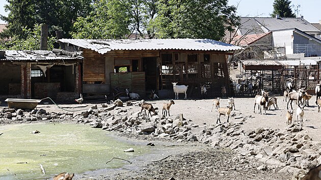 Stádo koz v Unkovicích na Brněnsku, které obtěžuje místní hlukem i zápachem, čítá přibližně 300 kusů. Podle veterinářů žijí zvířata v nevyhovujících podmínkách a jejich počet by se měl výrazně snížit, k nápravě však zatím nedošlo. (červen 2026)