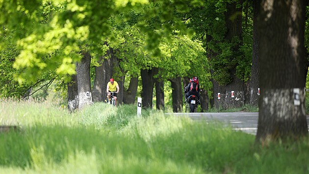 Cesta z Pacova směrem na Jetřichovec bude pro řidiče bezpečněj&scaron;&iacute;. Nov&aacute; silnice m&aacute; minout starou alej Duby. (2. června 2026)