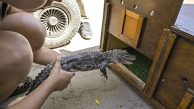 Dvě samičky aligátora čínského se narodily v roce 2023 v jihlavské zoo. Nyní bude jejich domovem polská Zamość. Převezl je tam speciální transport.