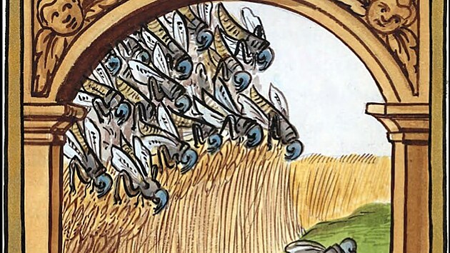 Invaze žravých kobylek na Ašsku v roce 1693. Kresba z kroniky města Chebu Pankráce Engelharta z Haselbachu.