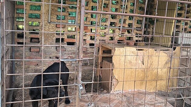 V chovu veterin&aacute;ři objevili zanedban&eacute;ho psa a &scaron;těně.