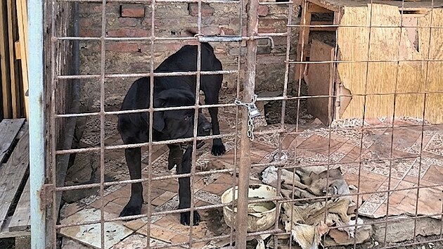 V chovu veterin&aacute;ři objevili zanedban&eacute;ho psa a &scaron;těně.