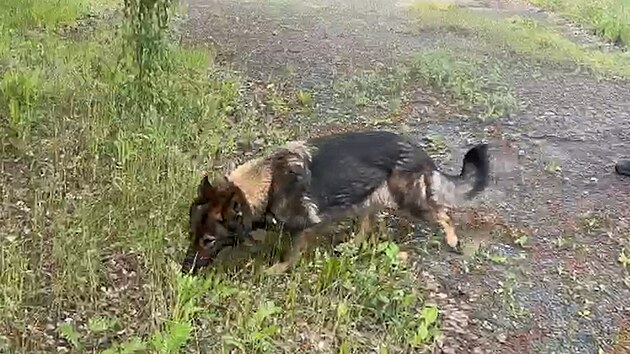V souvislosti s n&aacute;lezem č&aacute;sti lidsk&eacute;ho těla rozjeli policist&eacute; v Kyn&scaron;perku nad Ohř&iacute; rozs&aacute;hlou p&aacute;trac&iacute; akci.