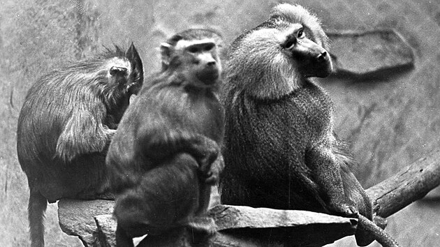 Pohlednice nab&iacute;zen&aacute; v olomouck&eacute; zoo v 60. letech minul&eacute;ho stolet&iacute;