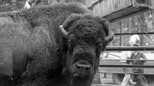 Jedn&iacute;m ze zv&iacute;řat olomouck&eacute; zoo byl v roce 1969 i bizon americk&yacute;.