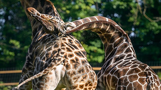 Dospělí žirafí samci si po vypuštění na safari vyjasňovali pozice. (květen 2026)