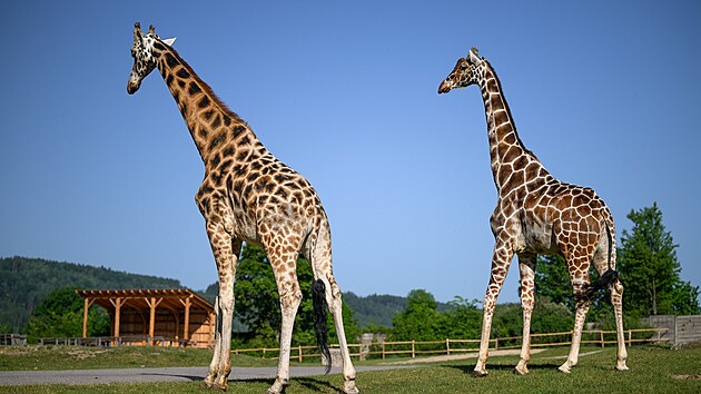 Vypouštění žirafích samců na safari provázel ritualizovaný souboj. (27. května 2026)